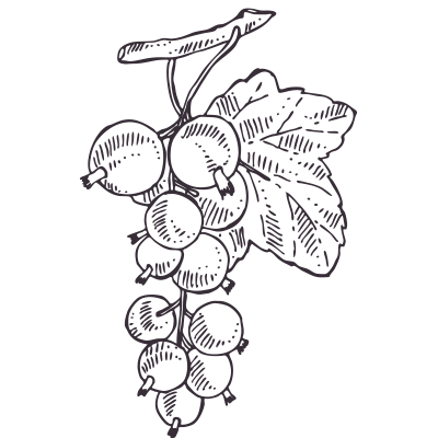Black Currant Seed