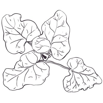 Burdock
