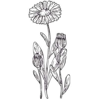 Calendula