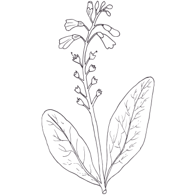 Comfrey