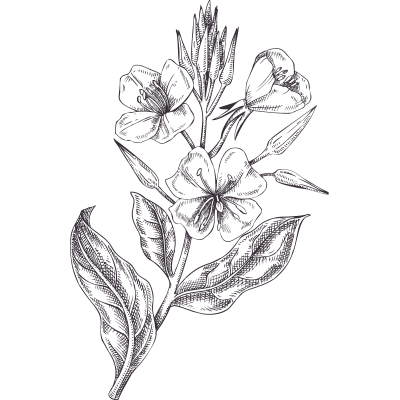 Evening Primrose