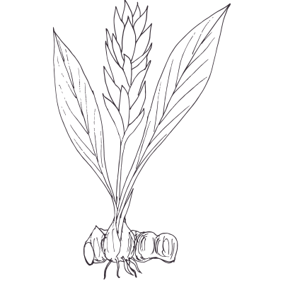 Turmeric