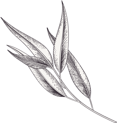Jojoba Oil