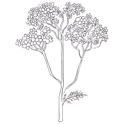Yarrow Oil