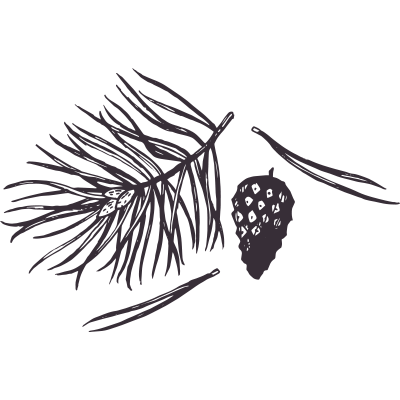 Atlas Cedar oil