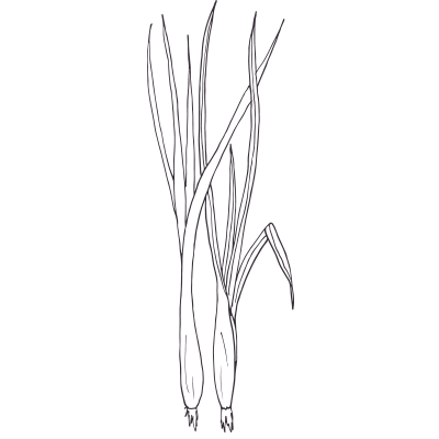 Lemongrass Oil