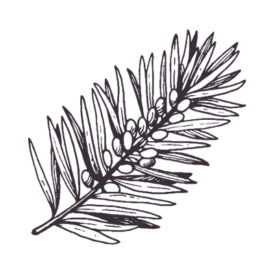 Sea Buckthorn (Hippophae Rhamnoides)