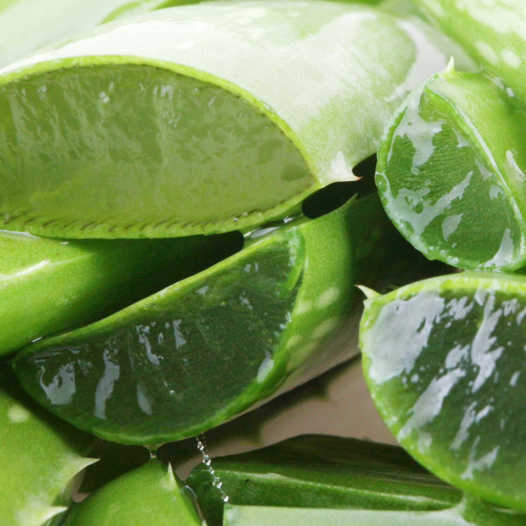 Everything You Need To Know About Aloe Vera